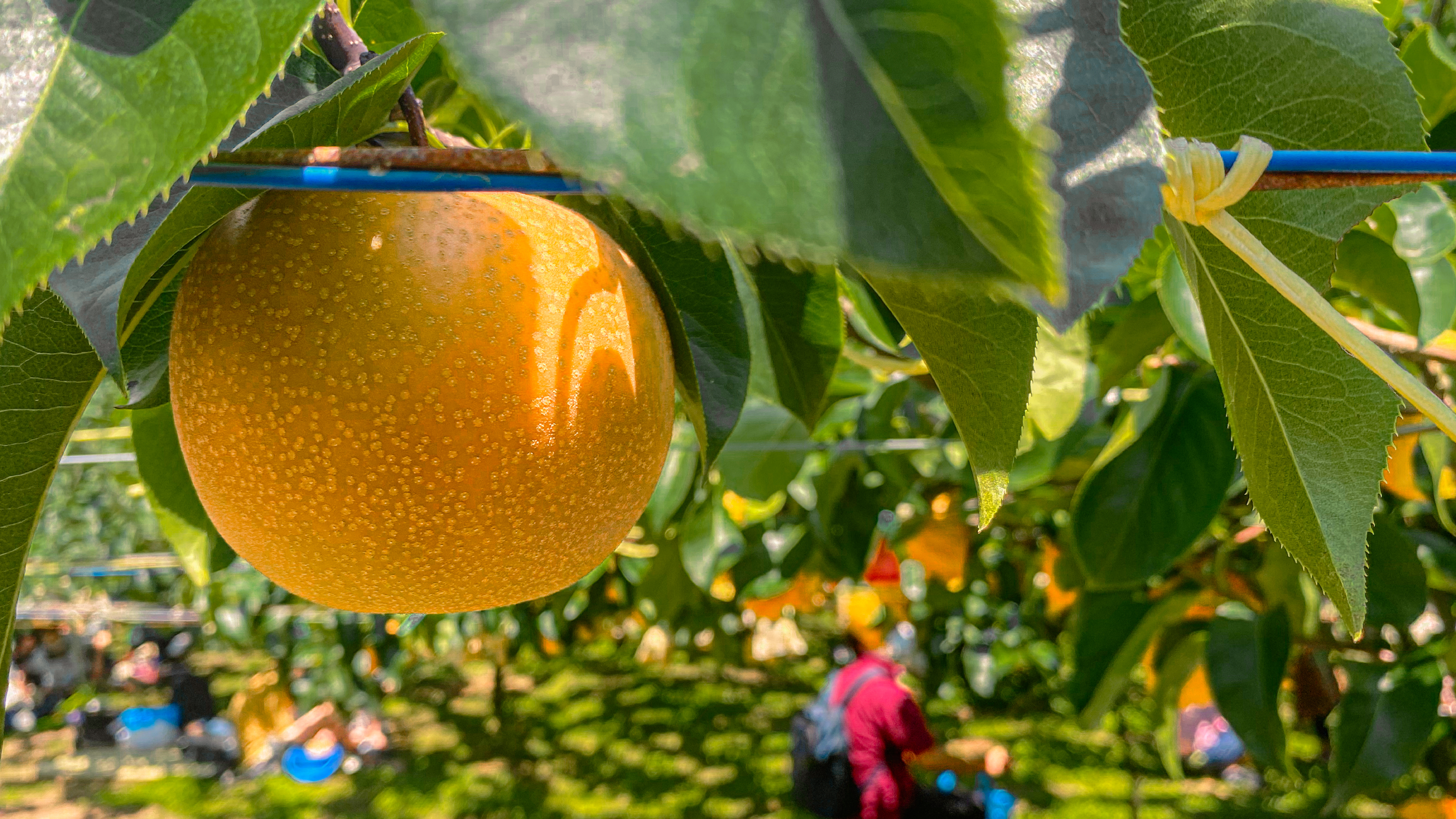 Japanese Pear Picking & Tsuwano Sightseeing Trip